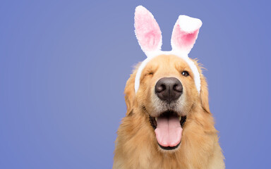 Happy Golden retriever dog bunny dressed ears rabbit easter holiday on blue purple background isolated
