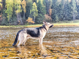 Dog German Shepherd in a mountain river. Russian eastern European dog veo in nature on autumn day