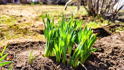 Small sprouts of fresh greenery on the earth on the bed of a sunny spring day