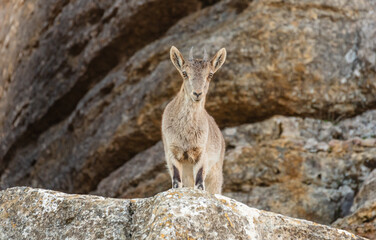 Spanish Ibex (Capra pyrenaica) female standing in rocky terrain, El Torcal de Antequera
