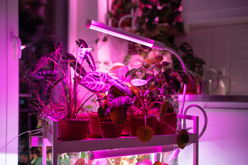 Houseplant on cart under phyto lamp at home, making up for lack of real daylight and sunlight. LED...