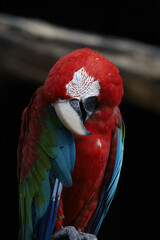 Close up the red macaw parrot bird in garden