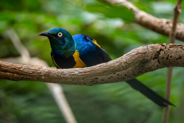 Golden-breasted Starling - Lamprotornis regius, beautiful colored starling from African bushes and savannahs, Tsavo West, Kenya.