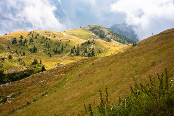 Gentle green hills with trees in summer