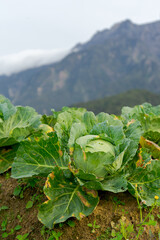 Lush cabbage plant close-up reveals intricate details, marred by pest damage