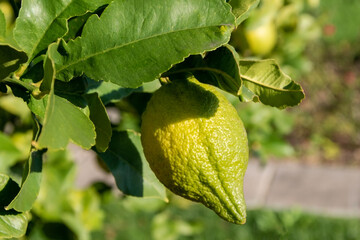 Lemon tree with ripening fruits and green leaves in the garden