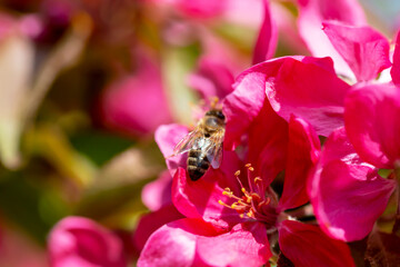 Spring. Pink apple blossoms and bee. Pollination of flowers. Defocus, selective focus, blur
