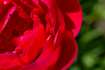 Close-up of red peony petals on background of green leaves. Beauty in nature. Design ideas. Paeonia. Selective focus, defocus