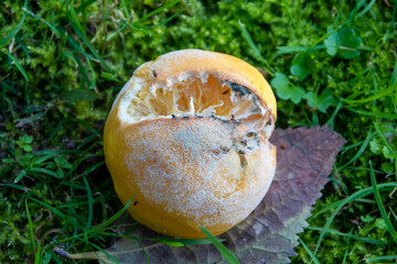 Fungus on a rotten tangerine in the forest.