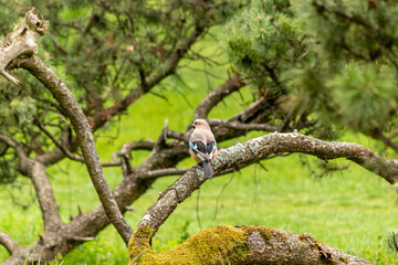 Small colorful bird in the park. Nature background.