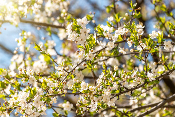 Beautiful spring cherry blossom tree. Shallow depth of field.