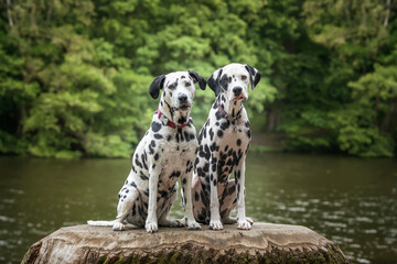 Two Dalmatian Dogs sitting on a tree stump in front of a water lake