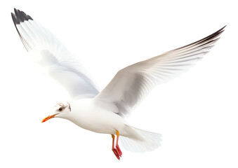 seagull isolated on white