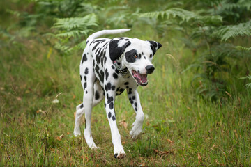 Young Dalmatian Dog exploring the forest looking happy