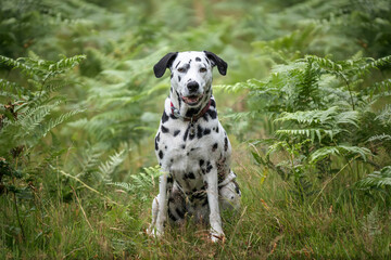 Dalmatian Dog standing and looking towards the camera in a forest