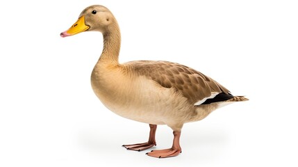 Duck isolated in white background