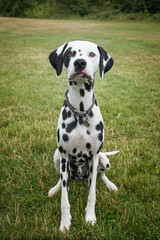 Young Dalmatian Dog sitting up and looking towards the camera