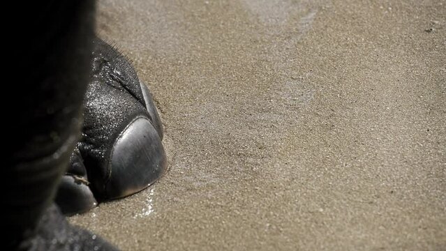 Close up of elephant leg standing in Thailand sea ocean water. One elephant bathing in blue water. Wild African mammal animals. Safari travel tourism. Waves surrounding leg standing on beach sand.
