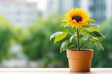 One sunflower plant in a pot on a tabletop blurred background. - obrazy, fototapety, plakaty