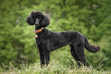 Black Standard Poodle standing looking at the camera at the top of a meadow