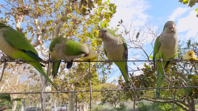 Close up of Monk parakeets (Myiopsitta monachus) sitting on fence and eating apples in Citadel Park (Parc de la Ciutadella), Barcelona, Spain