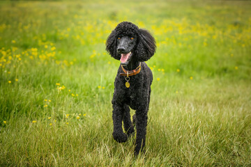 Black Standard Poodle standing in a meadow of yellow flowers