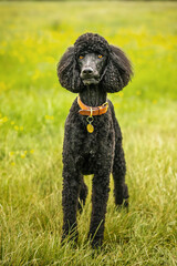Black Standard Poodle standing in a meadow of yellow flowers