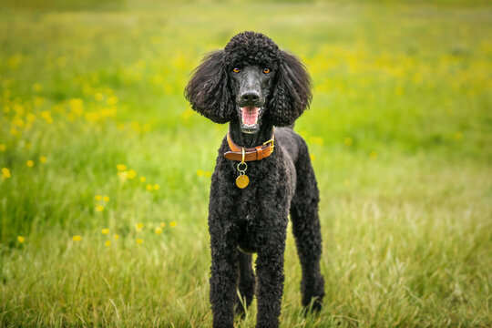 Black Standard Poodle looking directly at the camera in a field