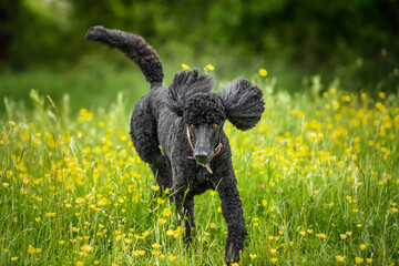Black Standard Poodle running towards the camera with ears up in a meadow of yellow flowers