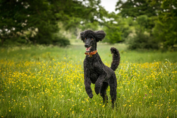 Black Standard Poodle leaping like a crazy horse in a meadow of yellow flowers