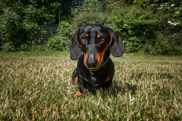 Black and Tan Dachshund in a field looking directly at the camera