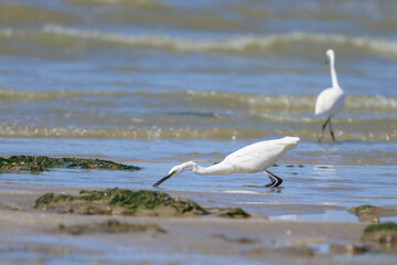 A Little Egret walking on the beach