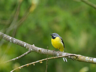 A Grey Wagtail sitting on a twig