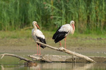 Two White Storks standing on a piece of wood
