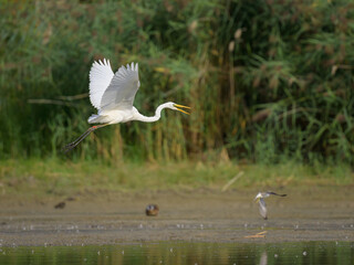 A Great Egret flying low over a pond
