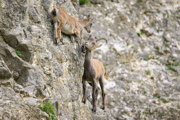 Two young alpine ibexes fighting on a rock face