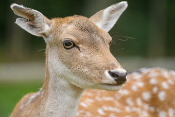 Closeup portrait of a female fallow deer