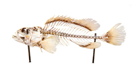 Fish skeleton bone of Grouper with wooden poles on display isolated on white background.