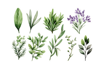 Estores personalizados para cozinha com sua foto Watercolor rosemary basil bay leaf parsley. Herbs. Vector illustration design.