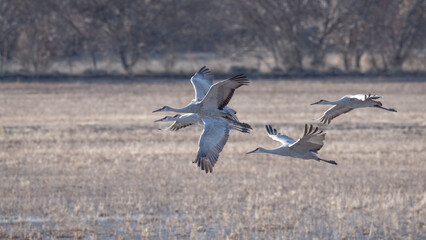 Sandhill Cranes flying on marsh in Bosque del apache national refuge.