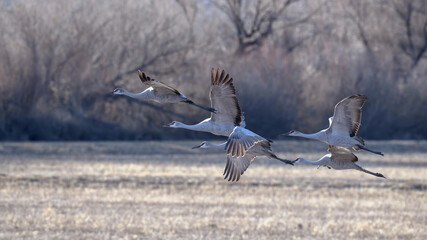 Sandhill Cranes flying on marsh in Bosque del apache national refuge.