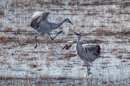 Sandhill Cranes dancing on marsh in Bosque del apache national refuge.