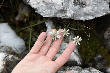 Hiker Found and Admire Without Picking Up Them Edelweiss Flowers and Endangered and Protected Flower from European Alps
