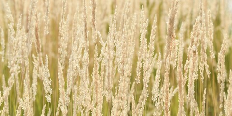 Close up of an ornamental cereal plant field (calamagrostis stricta, known as slim-stem small reed grass or narrow small-reed) with blurred background