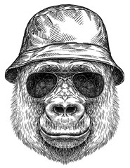 Vintage engraving isolated gorilla set glasses dressed fashion illustration ape ink sketch. Monkey kong background primate silhouette sunglasses hipster hat art. Black and white hand drawn image - obrazy, fototapety, plakaty