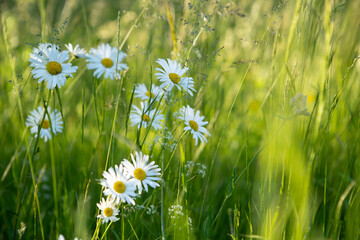Chamomile flower field. Camomile in the nature. Field of camomiles at sunny day at nature. Camomile daisy flowers in summer day. Chamomile flowers field background in sun light