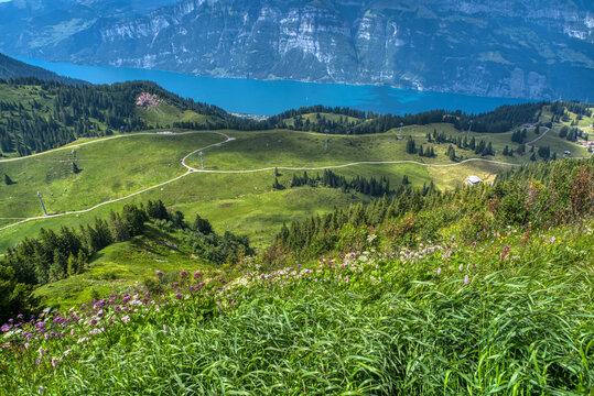 View of idyllic mountain scenery in the Alps with fresh green meadows in bloom on a beautiful sunny day in springtime. Hiking trail in Flumserberg region in Swiss Alps, Switzerland 