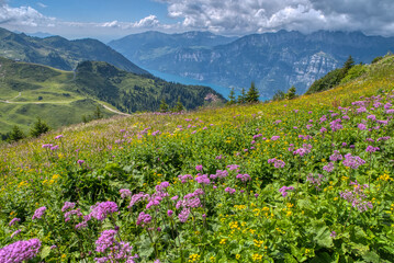 View of idyllic mountain scenery in the Alps with fresh green meadows in bloom on a beautiful sunny day in springtime. Hiking trail in Flumserberg region in Swiss Alps, Switzerland 
