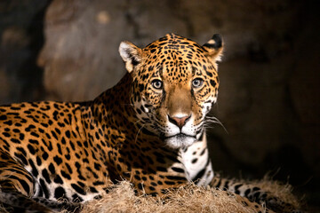 Naklejka premium Jaguar