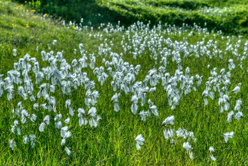 Eriophorum angustifolium common cottongrass flowering plant, group of cottonsedge flowers in bloom...